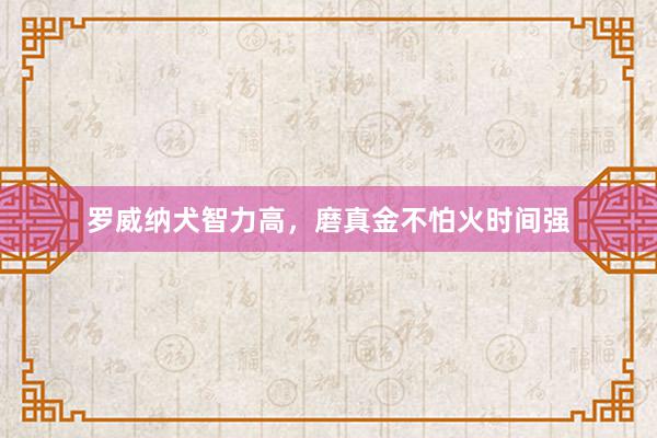 罗威纳犬智力高，磨真金不怕火时间强